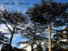 Nikitsky Botanic Garden3.jpg - 